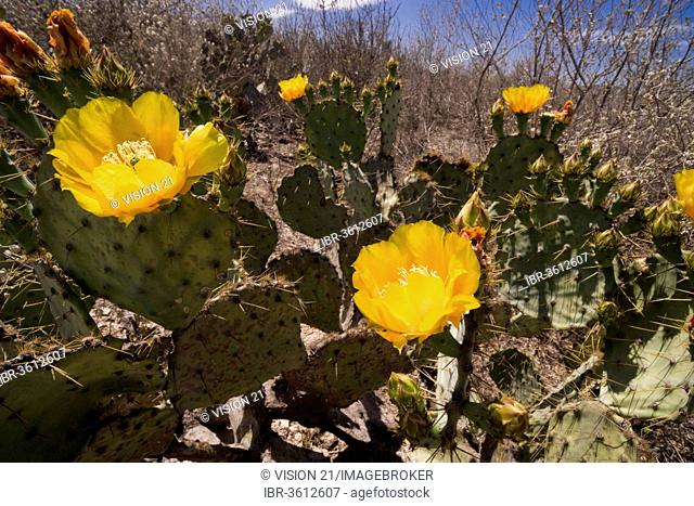 Flowering Prickly Pear Cactus (Opuntia sp.), near Vallecillo, Nuevo Leon, Mexico