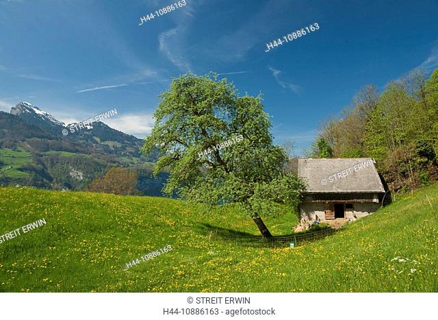 Betlis, Amden, canton St. Gallen, Switzerland, spring scenery, spring, scenery, Alps, meadow, Alp, Alp hut, outdoors, outside, pasture, willow, nature, blossoms