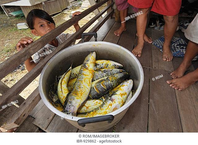 Fish in a cooking pot, girl looking on, Putussibau, Kapuas Hulu, West Kalimantan, Borneo, Indonesia