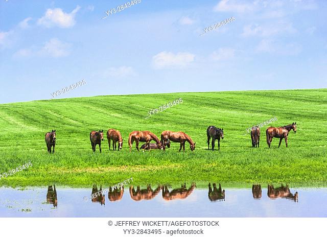 Horses grazing. Scenic highway in Franklin County, Kentucky, USA
