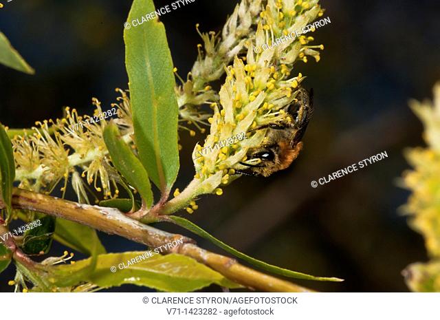 Andrena carolina, Outer banks center for wildlife education, Corolla, North Carolina