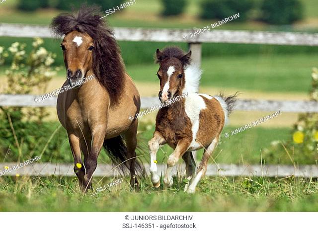 American Miniature Horse mare with foal - running on meadow