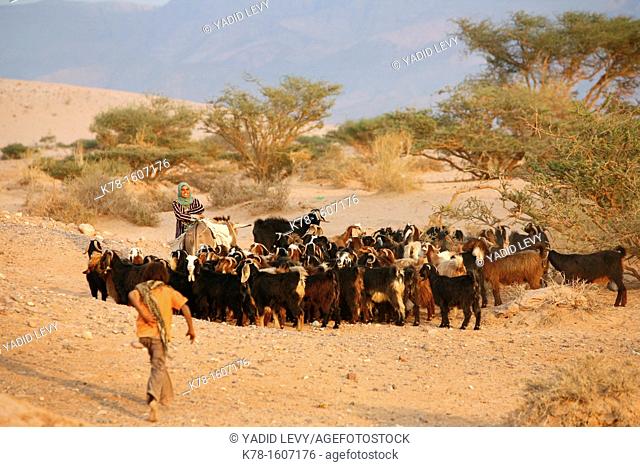 Shepherd and goats at Wadi Araba, Jordan