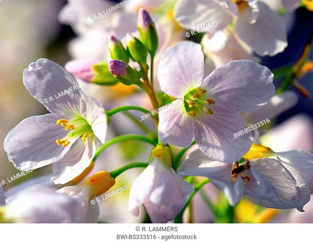 cuckooflower, lady's smock (Cardamine pratensis), flowers in sunlight, Germany, North Rhine-Westphalia