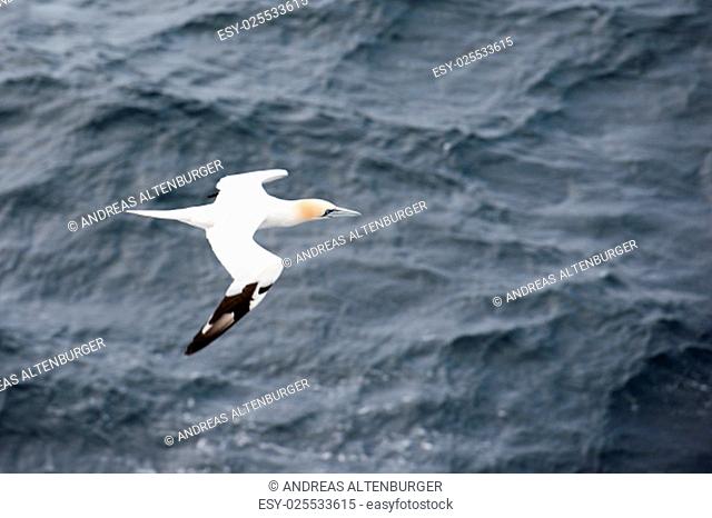 Northern gannet, Sula bassana, in flight seen from above with sea in the background