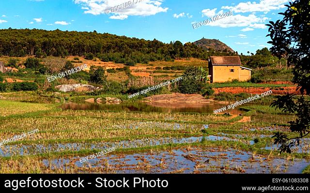 Typical scenery during sunny day near Ankafina-Tsarafidy region, houses on small hills background, wet rice fields in foreground