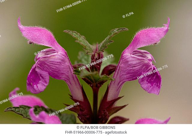 Gargano Dead-nettle Lamium garganicum close-up of flowers, Bulgaria, may