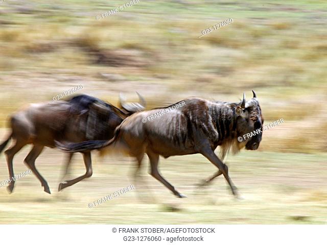 Wildebeests in Action