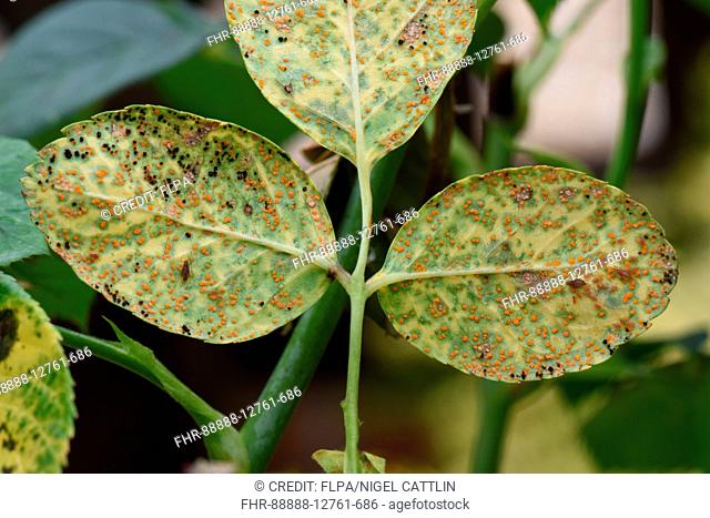 Rose rust, Phragmidium mucronatum, pustules (urediospores, teliospores) formed on the lower leaf surface of an ornamental rose tree in summer, Berkshire
