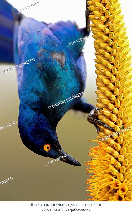 Cape Glossy starling Lamprotornis nitens, eating from the Lebombo aloe Aloe sessiliflora, Kruger National Park, South Africa
