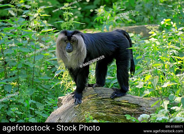 Lion-tailed macaque (Macaca silenus), wanderu, adult, on stone, alert, captive, India, Asia