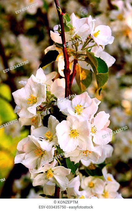 Close up of apple flowers in the warm evening sun, spring, by Beckingen, Saarland / Germany