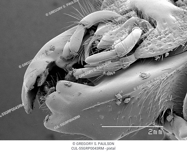 Mouthparts of a Passalidae beetle SEM