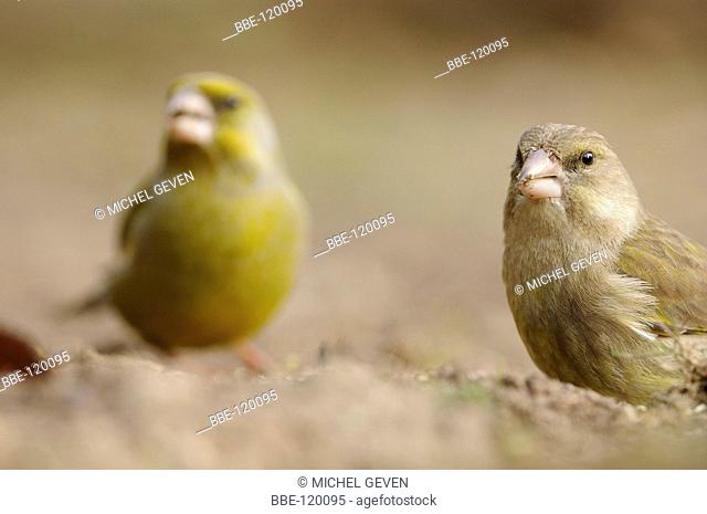 Male and female Greenfinch together foraging on the ground