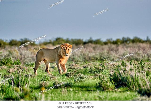 NAMIBIA, ETOSHA NATIONAL PARK, 25.02.2017, male lion patrolling throught the area, Panthera leo, Etosha National Park, Africa - Etosha National Park, Namibia