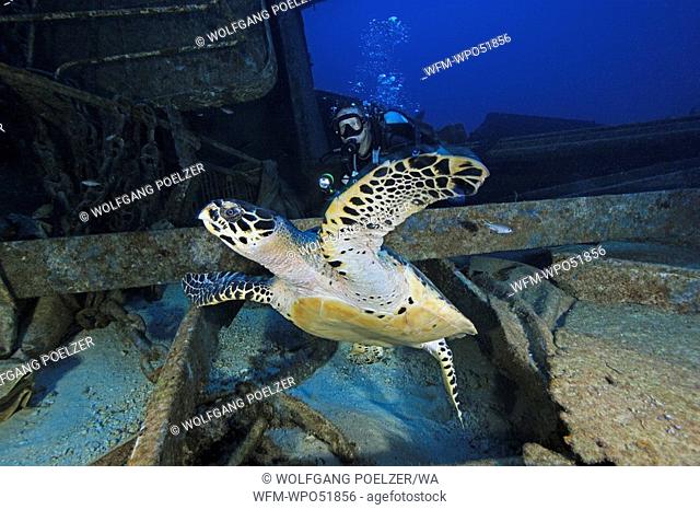 Diver with Hawksbill Turtle at Shipwreck Hema 1, Eretmochelys imbricata, Caribbean Sea, Grenada