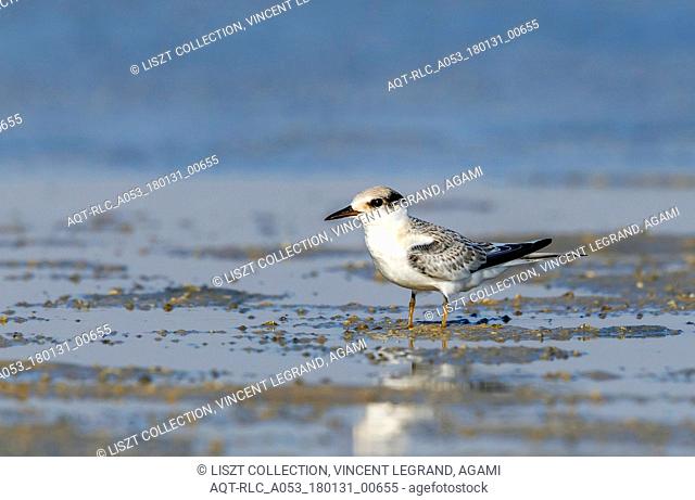 1st summer Saunders's Tern sitting near Ras Sudr, the only colony for WP., Saunders's Tern, Sternula saundersi
