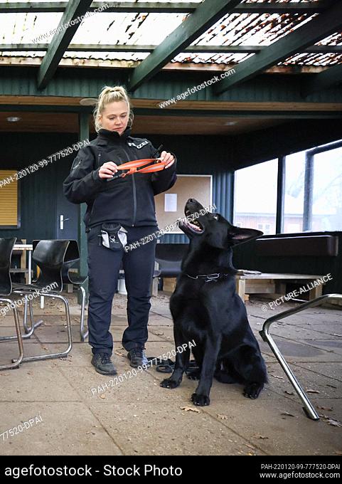 13 January 2022, Schleswig-Holstein, Wasbek: Bonny Häusler, police officer and dog handler, puts a reflective collar on her black German shepherd Joker during a...