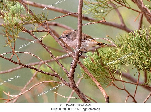 Chestnut-rumped Thornbill Acanthiza uropygialis adult, perched in tree, Queensland, Australia, january