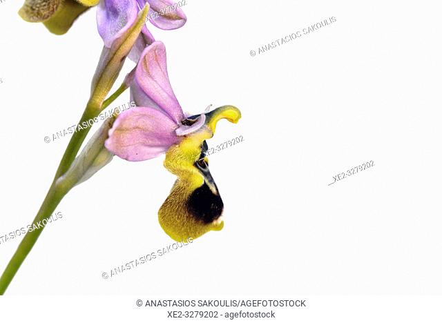 Ophrys tenthredinifera, Crete