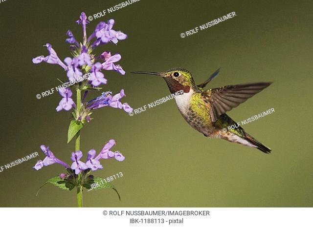 Broad-tailed Hummingbird (Selasphorus platycercus), male in flight feeding on Siberian Catmint flower (Nepeta sibirica), Rocky Mountain National Park, Colorado