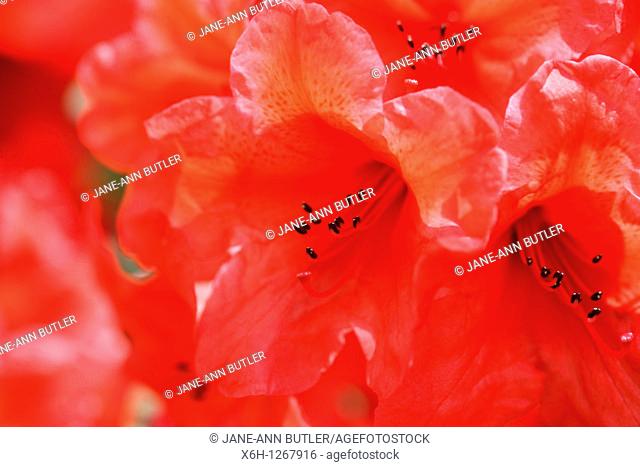 Charming Red Azaleas with an Orange Flare