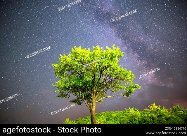 A view of the stars of the Milky Way. Green plum tree with plums high in the mountain in the foreground. Night sky nature summer landscape
