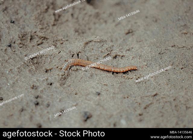 sandworm, arenicolidae, wadden sea, st. peter ording, north sea, schleswig-holstein, germany, summer
