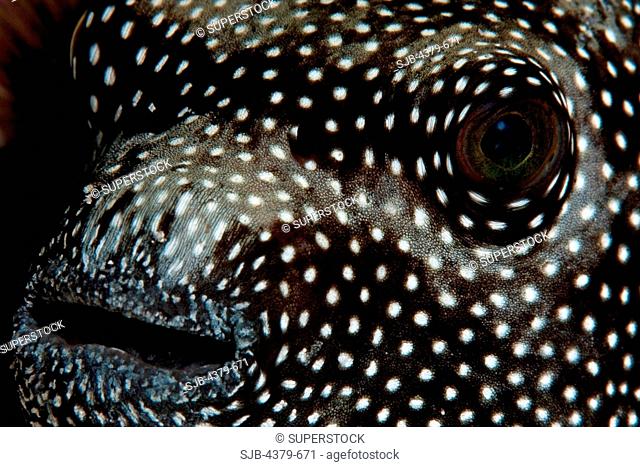 A close-up view of the mouth and eye of a guineafowl pufferfish Arothron meleagris, Felidhu Atoll, Maldives