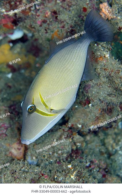 Scythe Triggerfish (Sufflamen bursa) adult, swimming, Lembeh Straits, Sulawesi, Sunda Islands, Indonesia, February