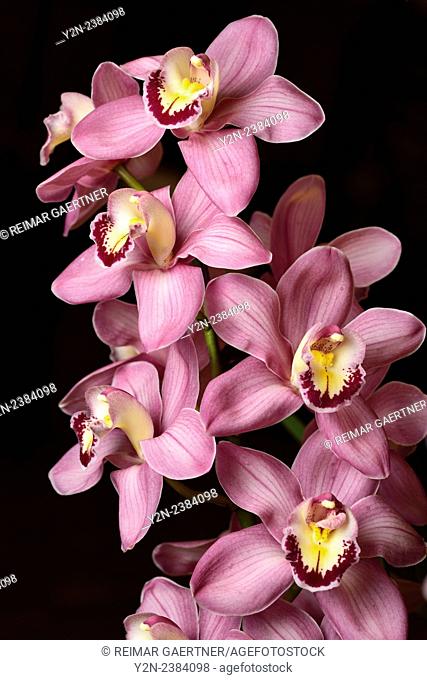 Pink Cymbidium Asilomar Wilsons Choice Boat orchid flower hybrid