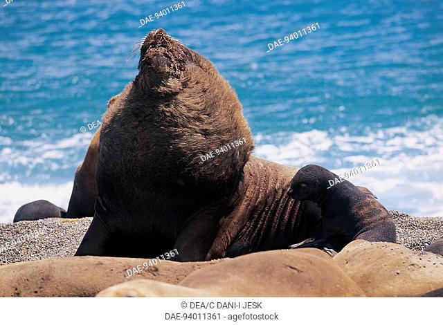 Zoology - Mammals - Carnivora - Otariidae. Southern sea lion (Otaria byronia)
