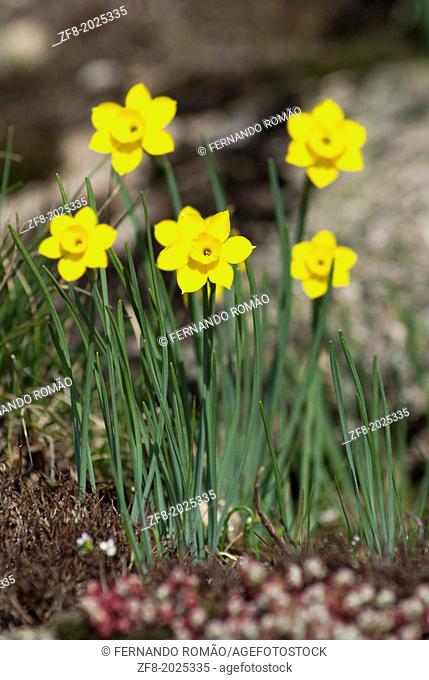 Mountain daffodils at Estrela Mountain Natural Park, Portugal