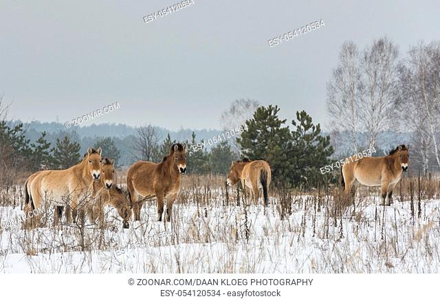 Przewalski Horses in the death zone around Chernobyl in the Ukrain in wintertime