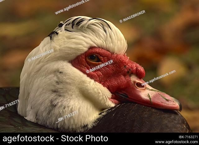 Muscovy duck (Cairina moschata), portrait, Hesse, Germany, Europe