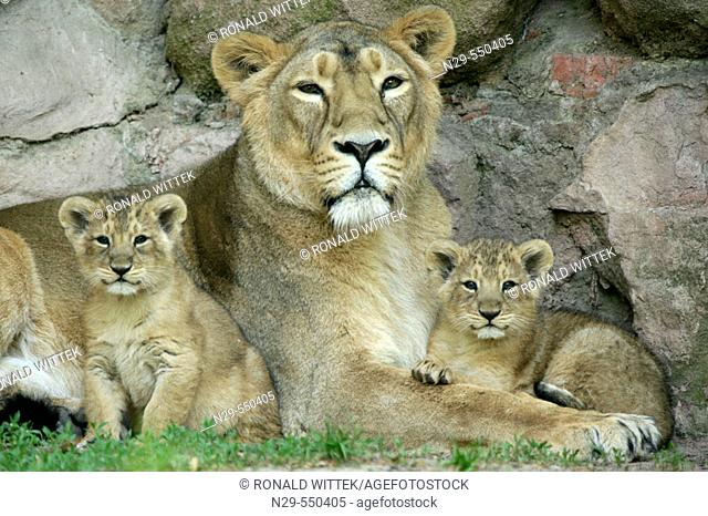 Germany, Nürnberg Zoo, Asiatic Lions (Panthera leo persica), cubs with mother