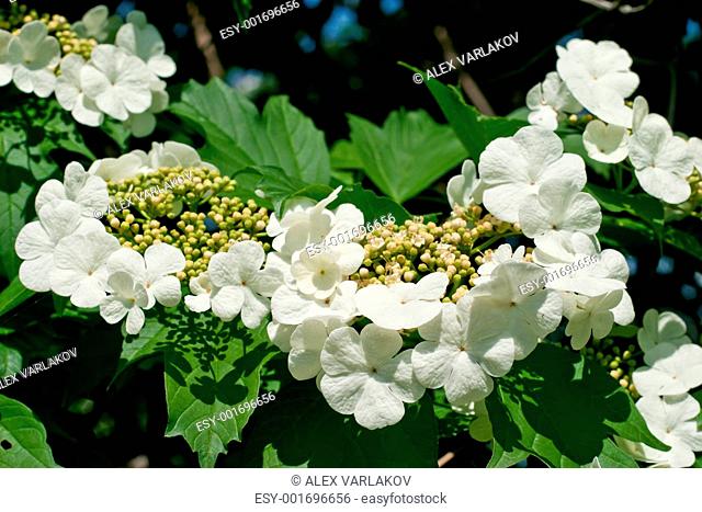 White flowers Viburnum