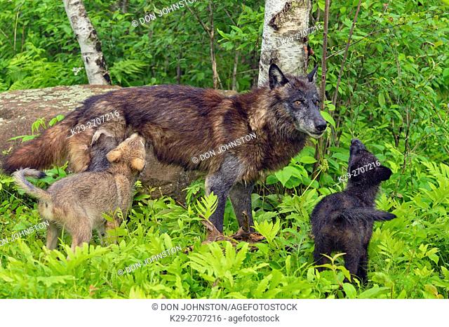 Gray wolf (Canis lupus} captive raised- Black-morph adult and cubs, Minnesota Wildlife Connection, Sandstone, Minnesota, USA
