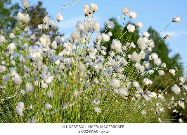 Blooming Hare's-tail Cottongrass, Tussock Cottongrass or Sheathed Cottonsedge (Eriophorum vaginatum), flowering perennial in Grundbeckenmoor marsh, Inntal