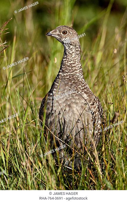 Dusky grouse blue grouse Dendragapus obscurus hen, Glacier National Park, Montana, United States of America, North America