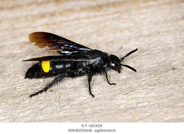 Scoliid wasp (Scolia hirta, Scolia hirta ssp. unifasciata, Scolia hirta unifasciata), female, Germany