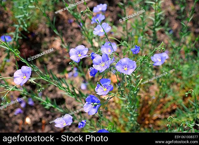 Österreichischer Lein oder Linum austriacum - Linum austriacum flowers in spring garden