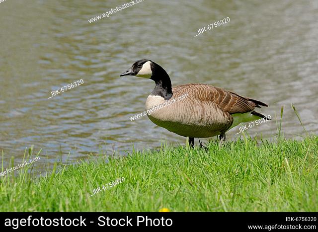 Canada goose (Branta canadensis), running on the bank of a pond, Wilnsdorf, North Rhine-Westphalia, Germany, Europe