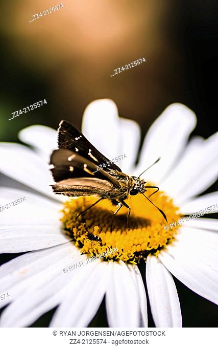 Splendid colour image of moth insects standing on a bright and lush garden flower captured with environmental copyspace