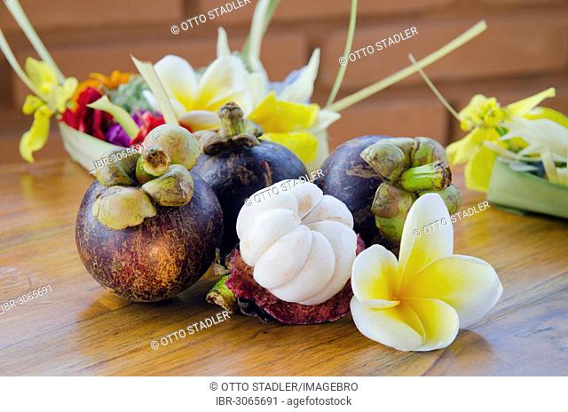 Purple mangosteen fruits (Garcinia mangostana) with Frangipani flowers