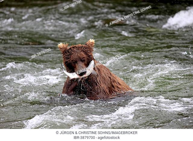 Grizzly Bear (Ursus arctos horribilis) adult, in the water with a captured salmon, Brooks River, Katmai National Park and Preserve, Alaska, United States