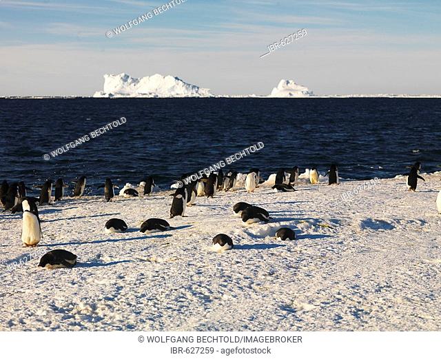 Adélie Penguins (Pygoscelis adeliae) with icebergs in the background, Franklin Island, Antarctica