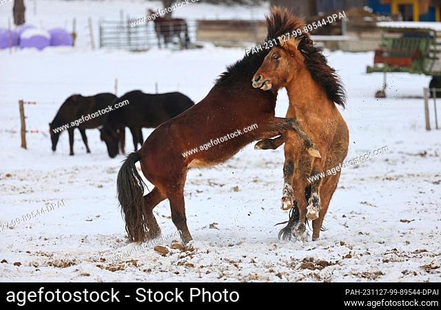 27 November 2023, Baden-Württemberg, Hohenstein: Two Icelandic horses play with each other in a snow-covered paddock near Meidelstetten in the Swabian Alb