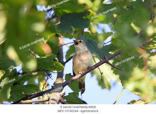 Garden Warbler - singing (Sylvia borin)