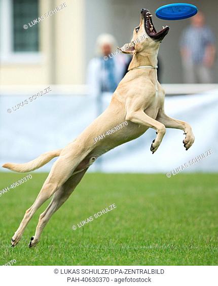 Batido (Mischling) catches a frisbee during the 1st Magdeburg dog frisbee tournament in Magdeburg, Germany, 29 June 2013
